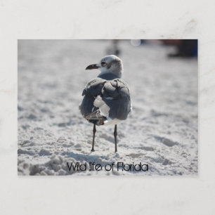 WIld life of Florida Postcard