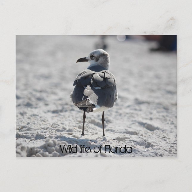 WIld life of Florida Postcard (Front)