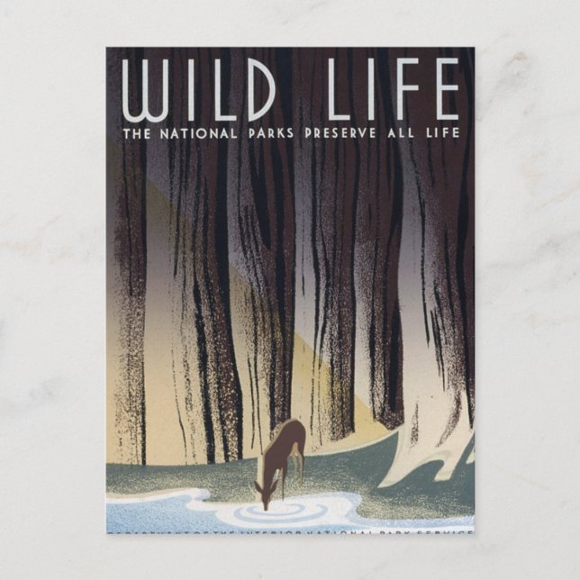 Wild Life Postcard (Front)