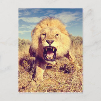 Wild Lion Postcard