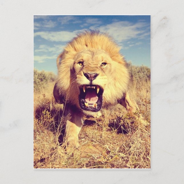 Wild Lion Postcard (Front)