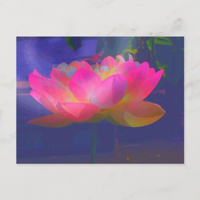 Wild Lotus Announcement Postcard (Front)