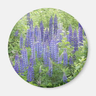 Wild Lupine Magnet