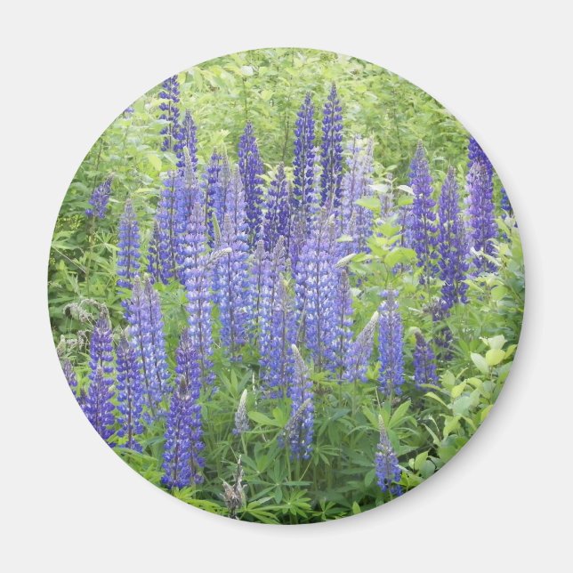 Wild Lupine Magnet (Front)