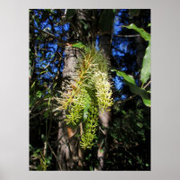 Wild Macadamia nut tree in bloom