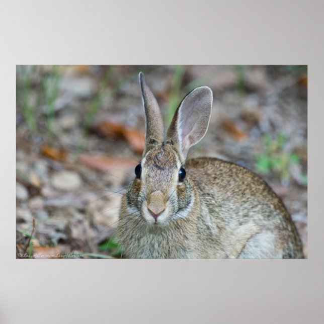 Wild Male Eastern Cottontail Rabbit Poster (Front)
