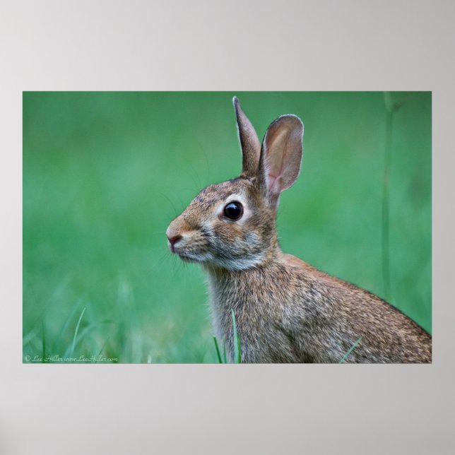 Wild Male Eastern Cottontail Rabbit Profile Poster (Front)