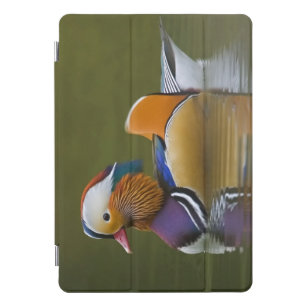 Wild Mandarin Duck Aix galericulata) on dark iPad Pro Cover