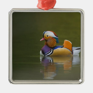 Wild Mandarin Duck Aix galericulata) on dark Metal Tree Decoration