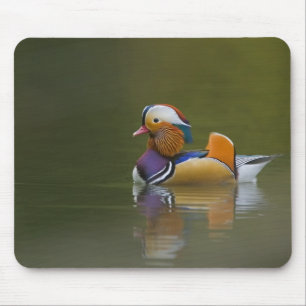 Wild Mandarin Duck Aix galericulata) on dark Mouse Pad