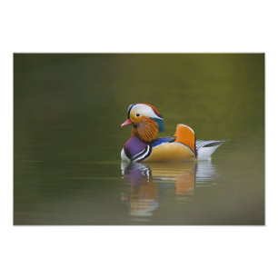 Wild Mandarin Duck Aix galericulata) on dark Photo Print