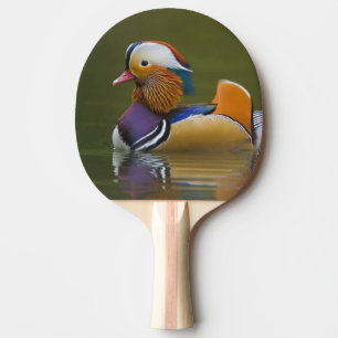 Wild Mandarin Duck Aix galericulata) on dark Ping Pong Paddle