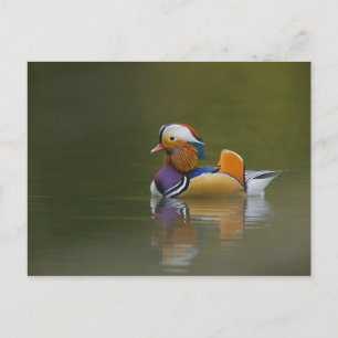 Wild Mandarin Duck Aix galericulata) on dark Postcard