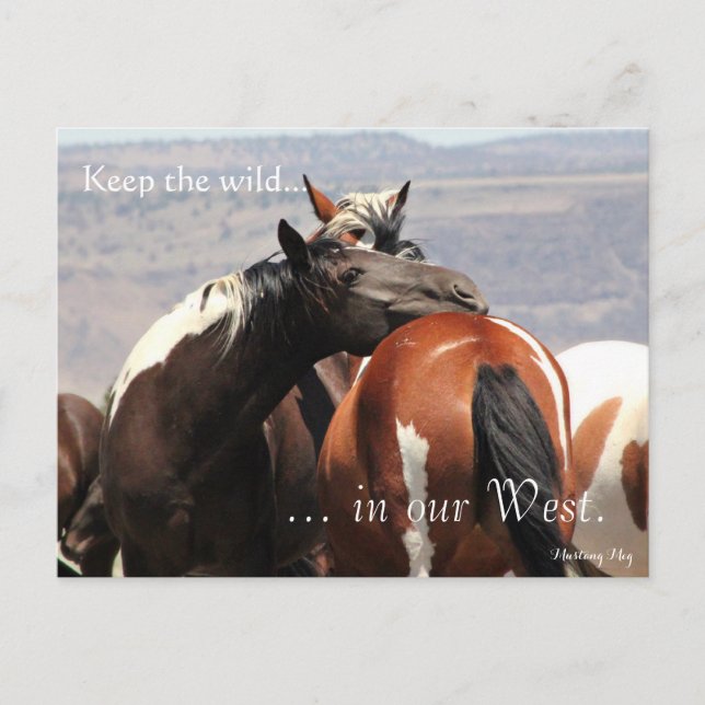 Wild Mare Hug, Pre-addressed: Sec of the Interior Postcard (Front)