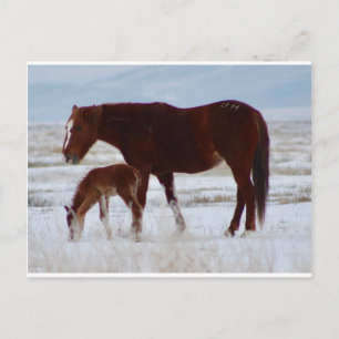 Wild Mare with Baby in Utah Desert in Winter Postcard