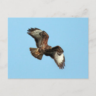 Wild Mäusebussard (Common Buzzard;  Buteo buteo) Postcard