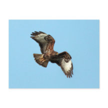 Wild Mäusebussard (Common Buzzard;  Buteo buteo)