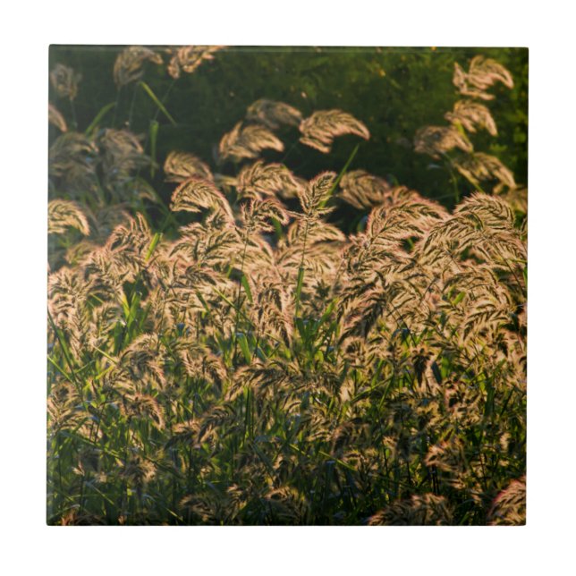 Wild Millet (Panicum Sp.) Growing In Wetland Ceramic Tile (Front)