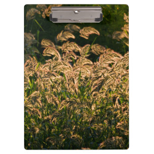 Wild Millet (Panicum Sp.) Growing In Wetland Clipboard