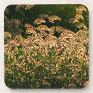 Wild Millet (Panicum Sp.) Growing In Wetland Coaster