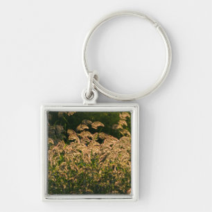 Wild Millet (Panicum Sp.) Growing In Wetland Key Ring