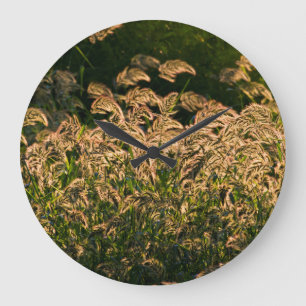 Wild Millet (Panicum Sp.) Growing In Wetland Large Clock