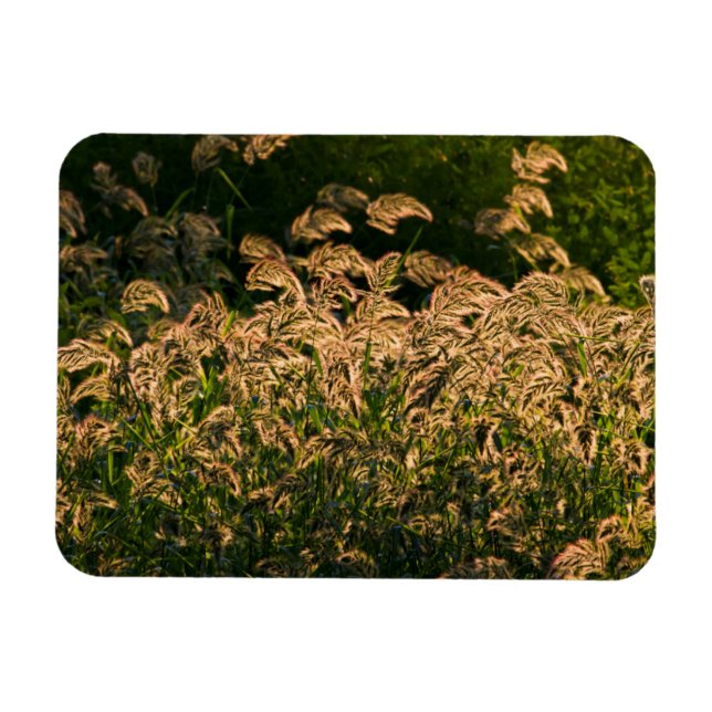Wild Millet (Panicum Sp.) Growing In Wetland Magnet (Horizontal)
