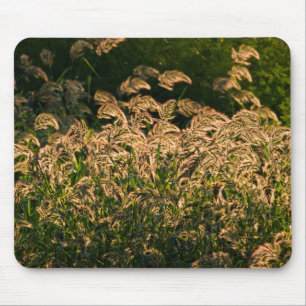 Wild Millet (Panicum Sp.) Growing In Wetland Mouse Pad