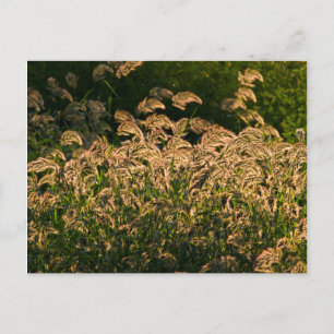 Wild Millet (Panicum Sp.) Growing In Wetland Postcard