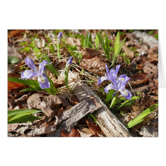 Wild Miniature Irises (Front Horizontal)