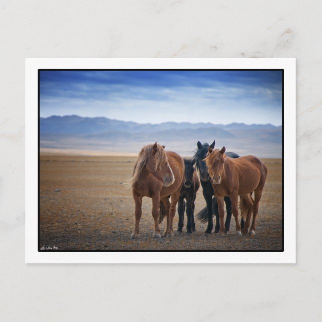 Wild Mongolian horse, Gobi Desert Postcards (Front)