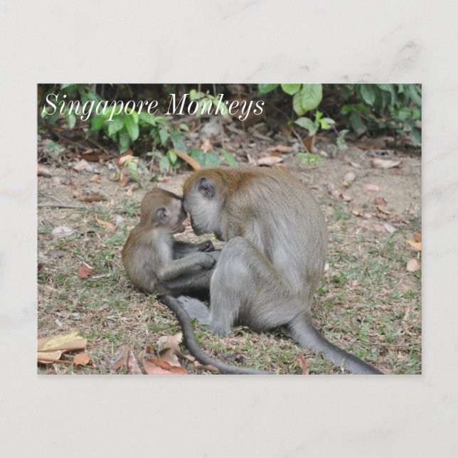 Wild Monkeys of Singapore Postcard (Front)