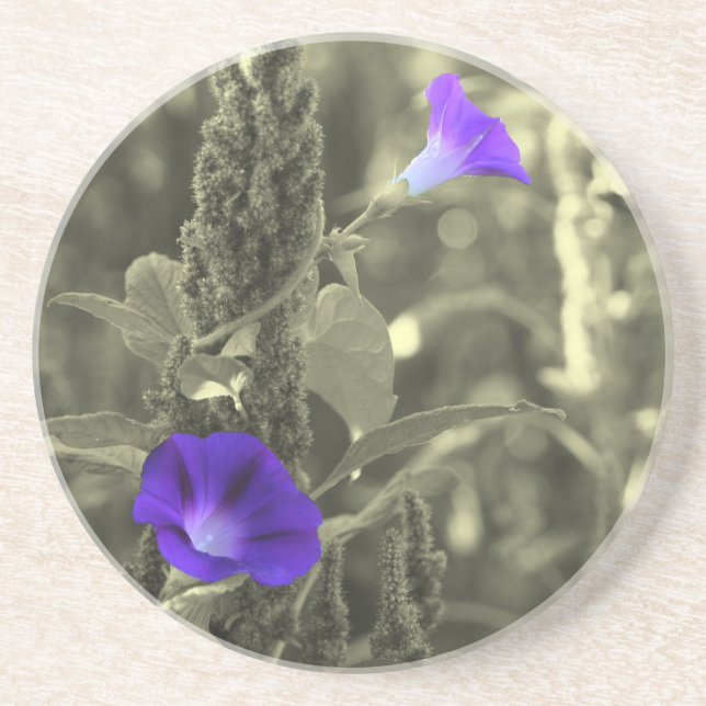 Wild Morning Glories Floral Coaster (Front)