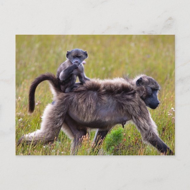 Wild Mother and Baby Baboons, South Africa Postcard (Front)