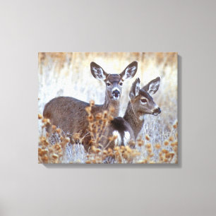 Wild Mule Deer Pair California Canvas Print