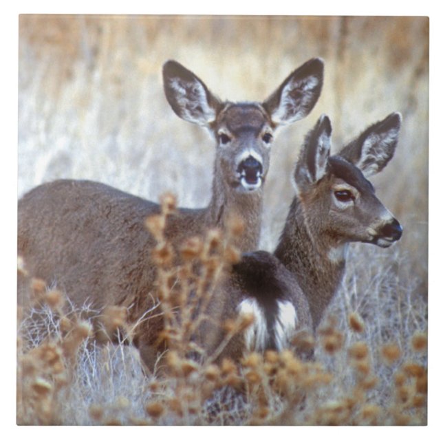 Wild Mule Deer Pair | California Ceramic Tile (Front)