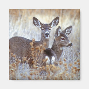 Wild Mule Deer Pair   California Magnet