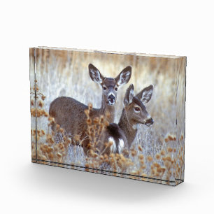 Wild Mule Deer Pair   California Photo Block