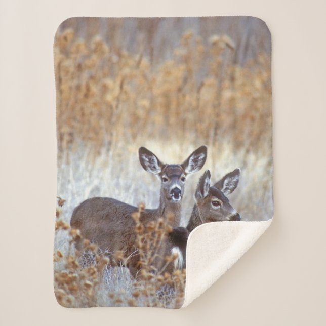 Wild Mule Deer Pair | California Sherpa Blanket (Front)