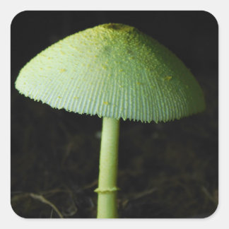 Wild Mushroom Photo Square Sticker