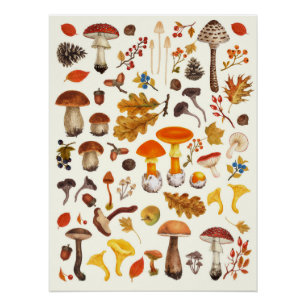 Wild mushrooms on off white poster