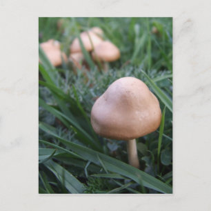 Wild Mushrooms Postcard