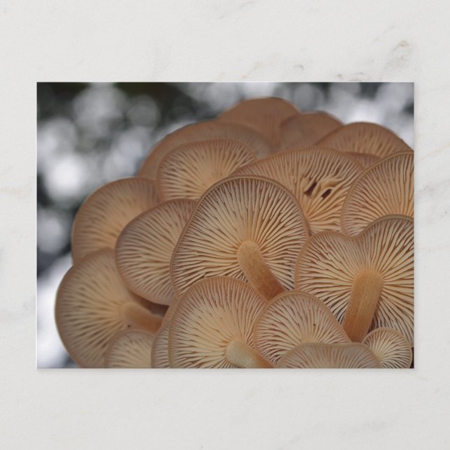 Wild Mushrooms Postcard (Front)