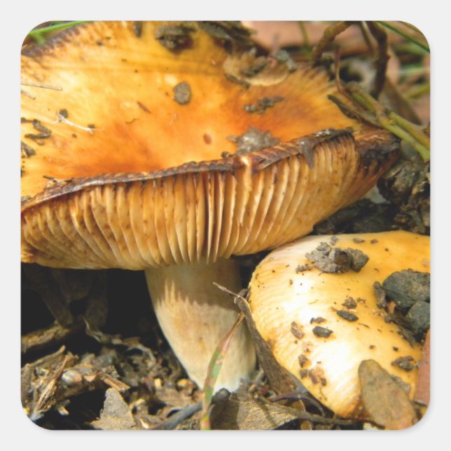 Wild Mushrooms Sticker (Front)
