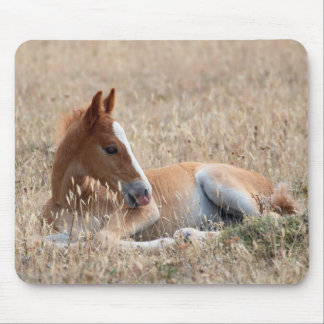 Wild Mustang Foal Mouse Pad