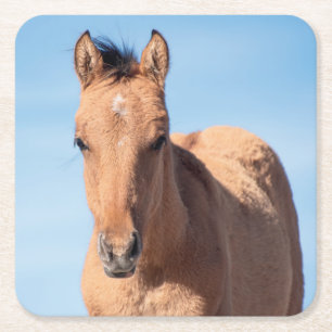 Wild Mustang Foal Square Paper Coaster