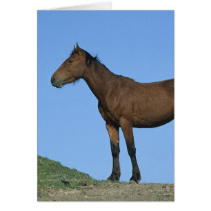 Wild Mustang Horse