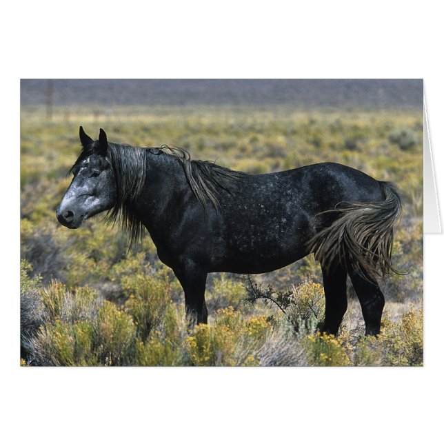 Wild Mustang Horse in the Desert (Front Horizontal)