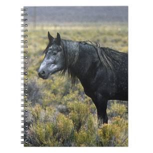 Wild Mustang Horse in the Desert Notebook