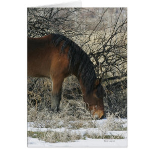 Wild Mustang Horse in the Snow 1